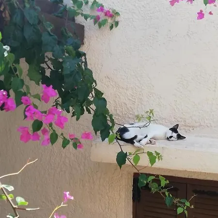 Sini 3a * Kefalos (Kos)